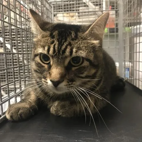 A senior small-sized male Domestic Short Hair cat named Moon for adoption in Conroe, TX