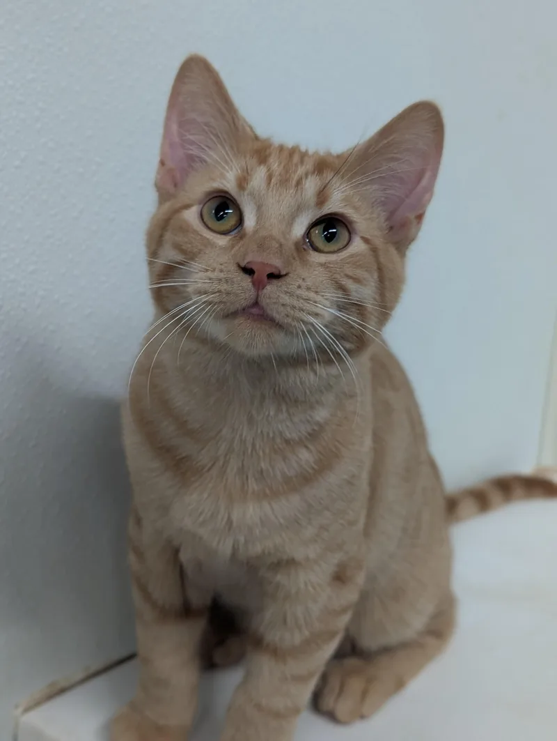 A baby medium-sized male Tabby (Orange / Red) Domestic Short Hair cat named Nugget for adoption in Tilton, IL