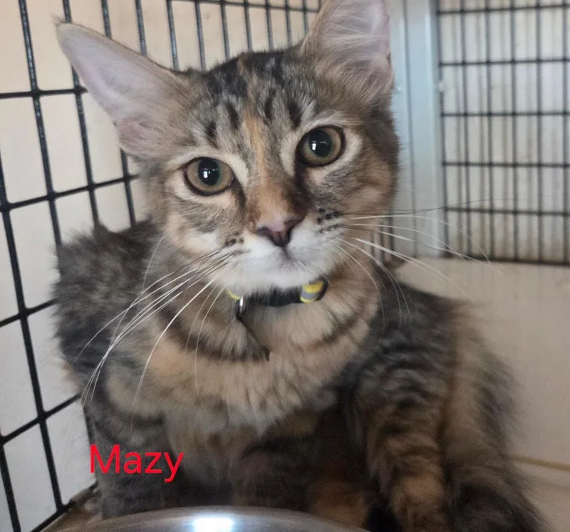A baby medium-sized female Tabby (Buff / Tan / Fawn) Tabby cat named Mazy for adoption in Las Cruces, NM