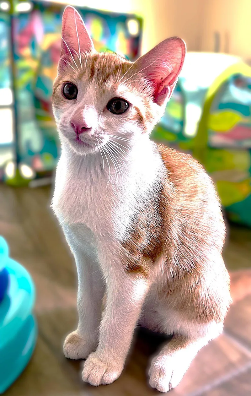 A baby medium-sized female Tabby cat named Breeze for adoption in Fort Myers, FL