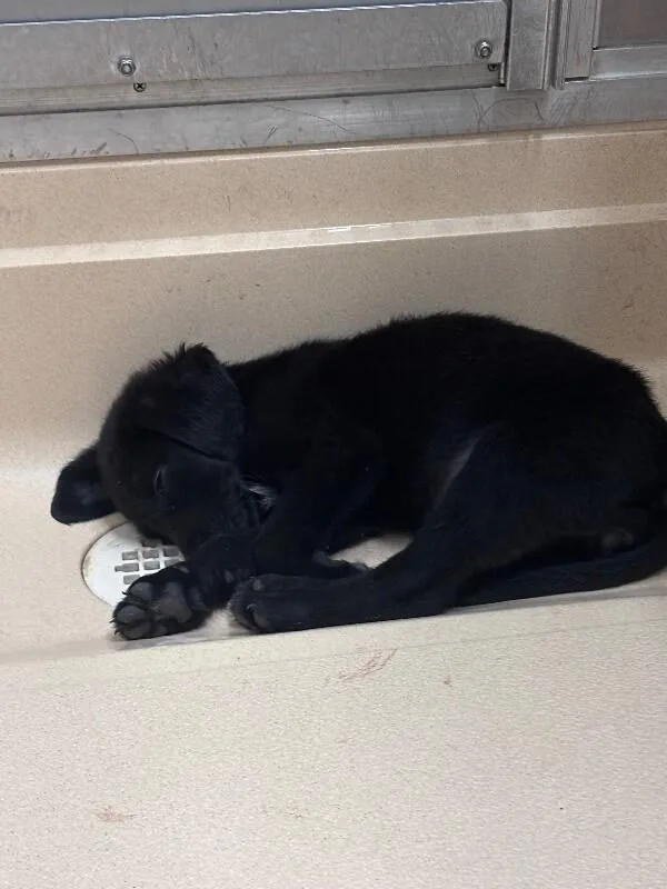 A young medium-sized female Black Labrador Retriever dog named Minnie for adoption in Burgaw, NC