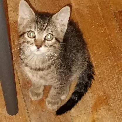 A baby small-sized male Brown / Chocolate Domestic Short Hair cat named Racer for adoption in Springfield, IL