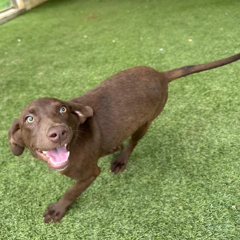 A baby medium-sized female Brown / Chocolate Labrador Retriever dog named Jolene for adoption in LOXAHATCHEE, FL