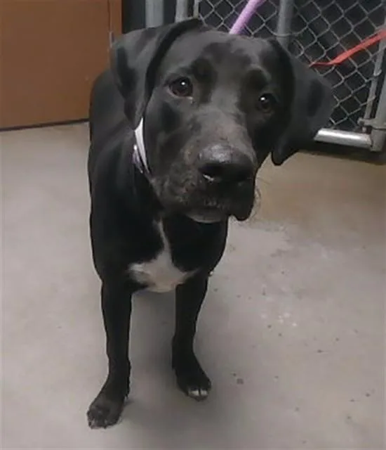 A young large-sized male Labrador Retriever dog named Bandit for adoption in Phoenix, AZ