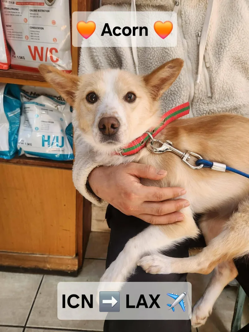 A young small-sized female Jindo dog named Acorn for adoption in Agoura Hills, CA