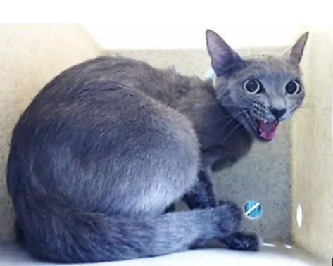 A young medium-sized female Domestic Short Hair cat named Mariana for adoption in Downey, CA