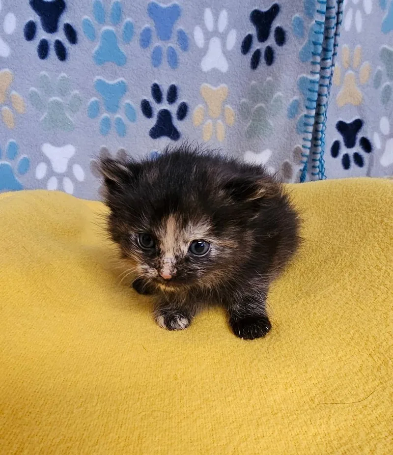 A baby small-sized female Domestic Short Hair cat named Carmella for adoption in Wabash, IN