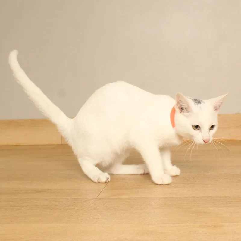 A baby small-sized female White Domestic Short Hair cat named Fava Bean C for adoption in Minnetonka, MN