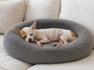 A senior medium-sized male Chihuahua dog named Cheeto {COMING SOON} for adoption in Nashville, TN