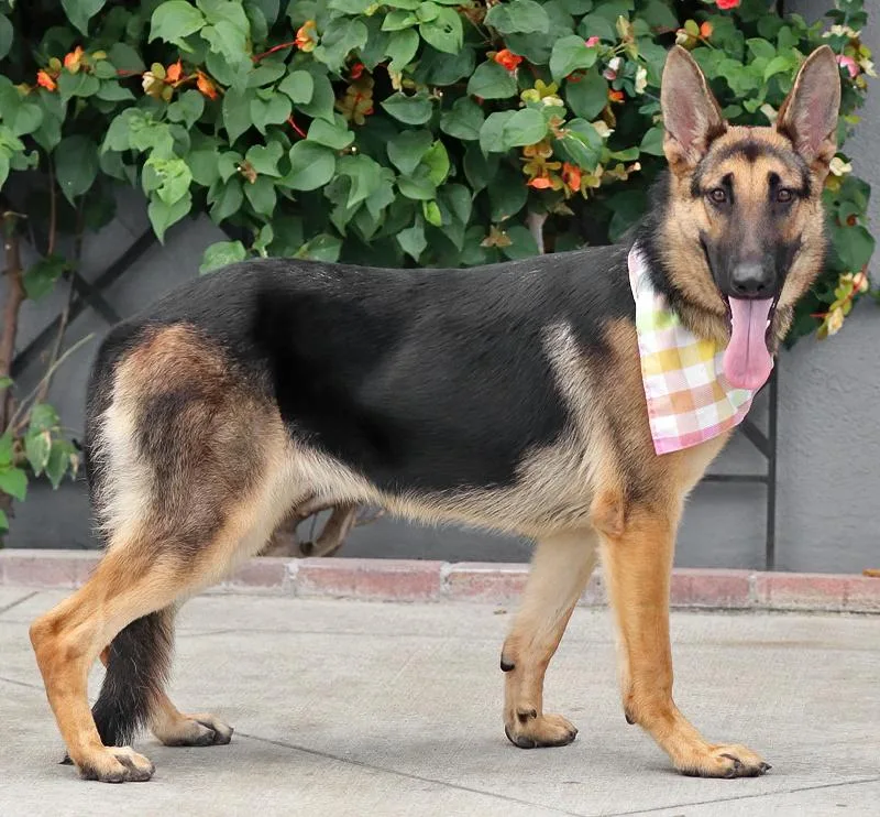 A young large-sized female Black German Shepherd Dog dog named Bonnie von Riedstadt for adoption in Los Angeles, CA