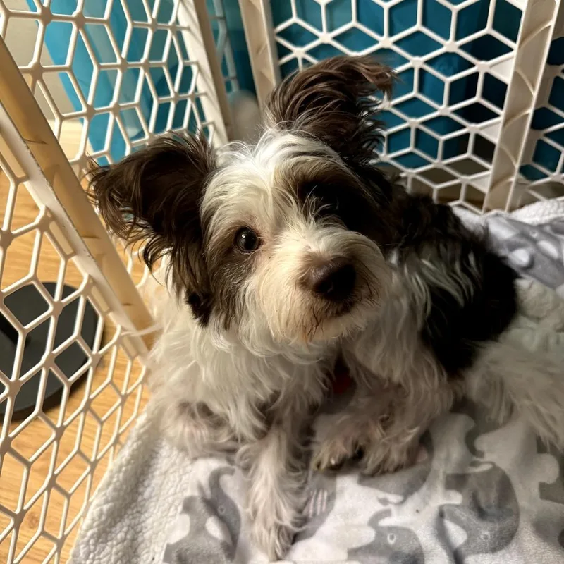 A young small-sized female Brown / Chocolate Yorkshire Terrier dog named Luna for adoption in Santa Fe, TX