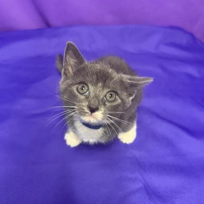Mochi