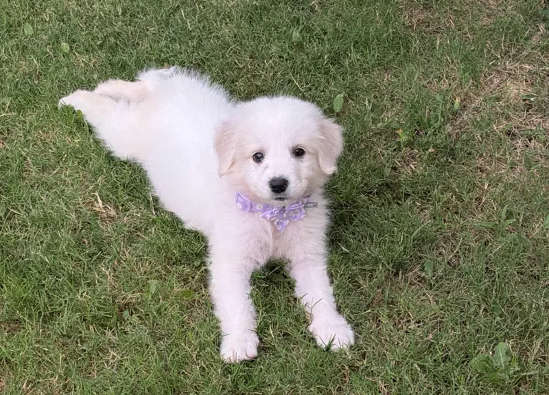 A baby large-sized female Great Pyrenees dog named Persephone Dfw for adoption in Quinlan, TX