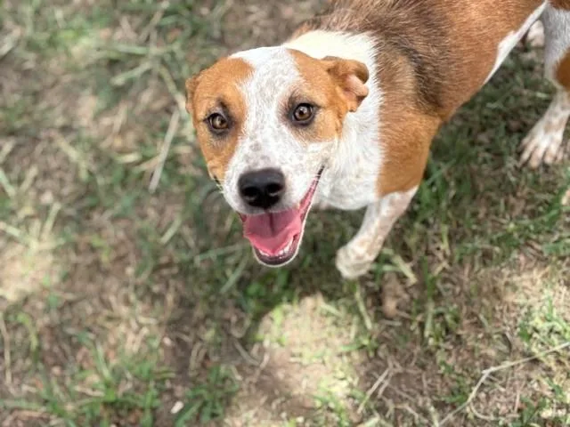 A young medium-sized female Australian Cattle Dog / Blue Heeler dog named Toadette for adoption in Tulsa, OK