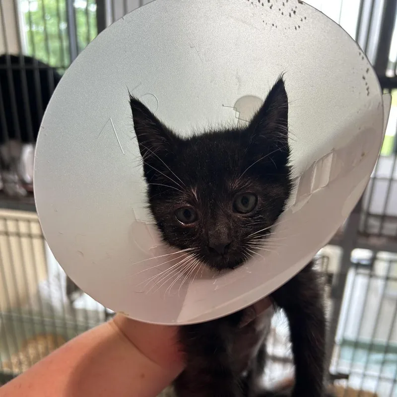 A baby small-sized female Black Domestic Short Hair cat named Daisy for adoption in Leander, TX