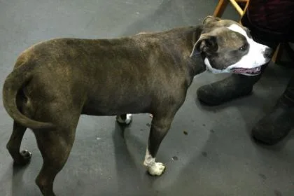 A young large-sized female Terrier dog named Zaza for adoption in Picayune, MS