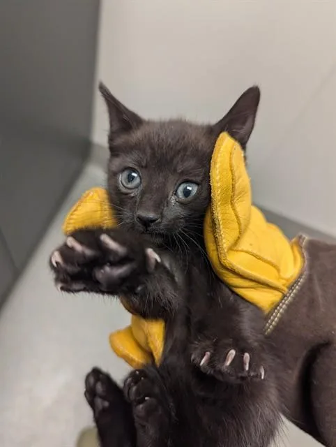 A baby small-sized female Domestic Short Hair cat named Riot for adoption in Ontario, CA