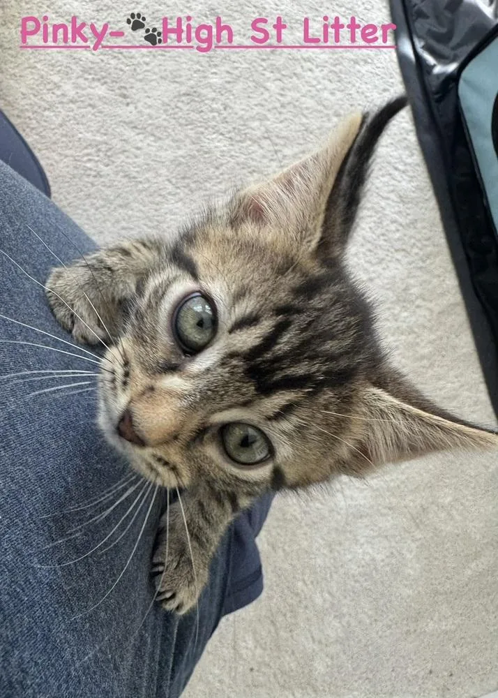 A baby small-sized female Domestic Short Hair cat named Pinky Pop for adoption in Telford, PA