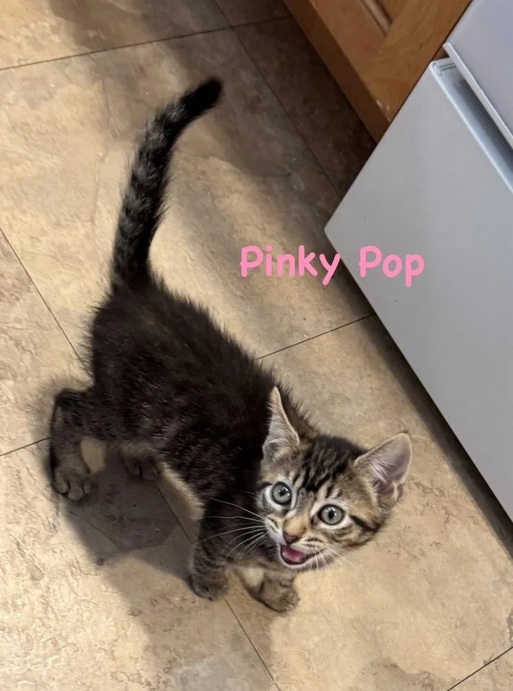 Pinky Pop thumbnail 2