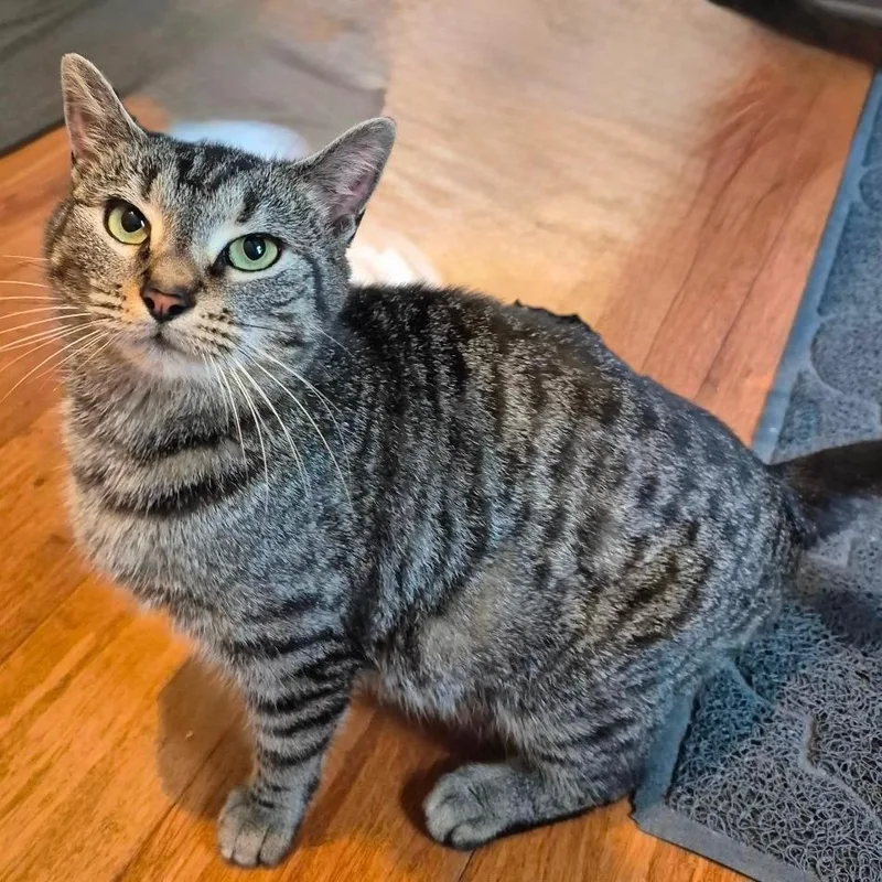 A young medium-sized female Brown / Chocolate Domestic Short Hair cat named Mama Houdini for adoption in Mount Juliet, TN