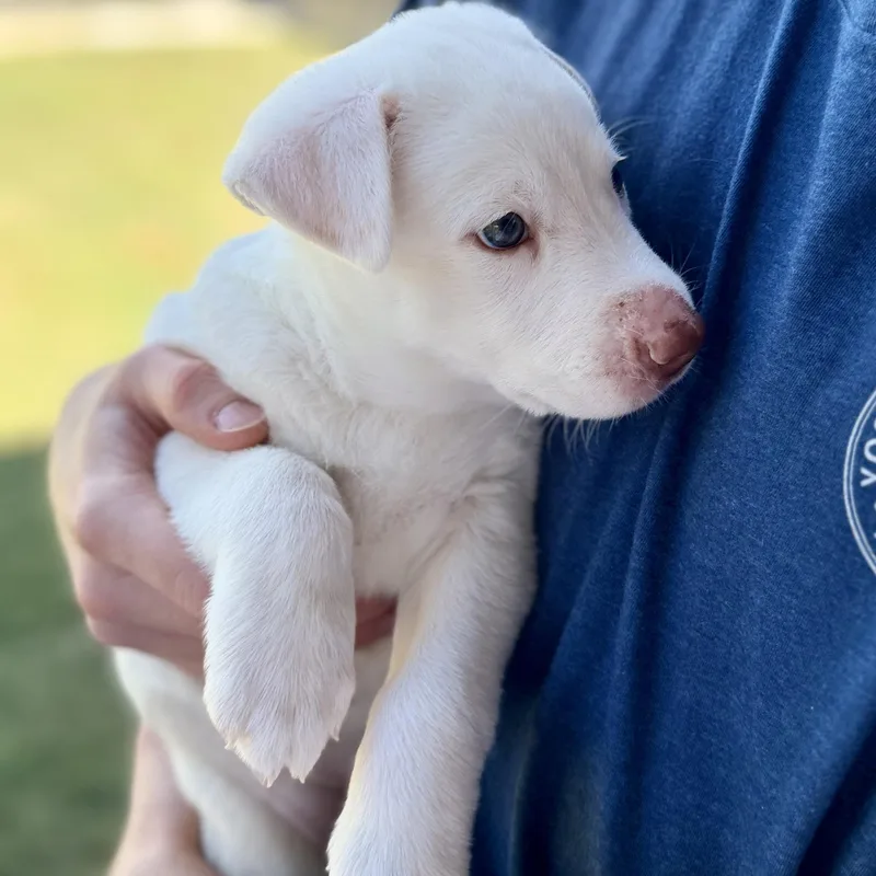 A baby large-sized female Shepherd dog named Mavie for adoption in Pflugerville, TX