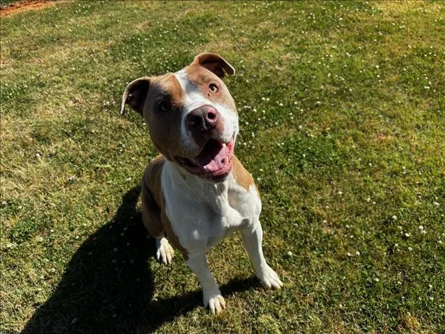 An adult large-sized male Staffordshire Bull Terrier dog named Creek for adoption in Appling, GA