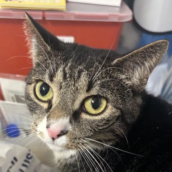 An adult large-sized female Brown / Chocolate Domestic Short Hair cat named Brownie for adoption in New York, NY