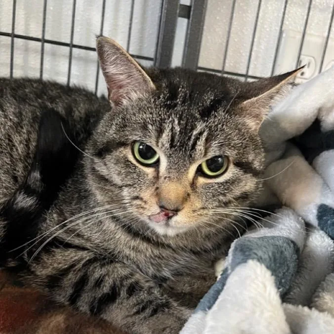 An adult medium-sized male Tabby (Gray / Blue / Silver) Domestic Short Hair cat named Zelda for adoption in Crookston, MN