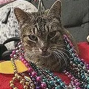 A senior large-sized male Gray / Blue / Silver Domestic Short Hair cat named Chunky for adoption in Houston, TX