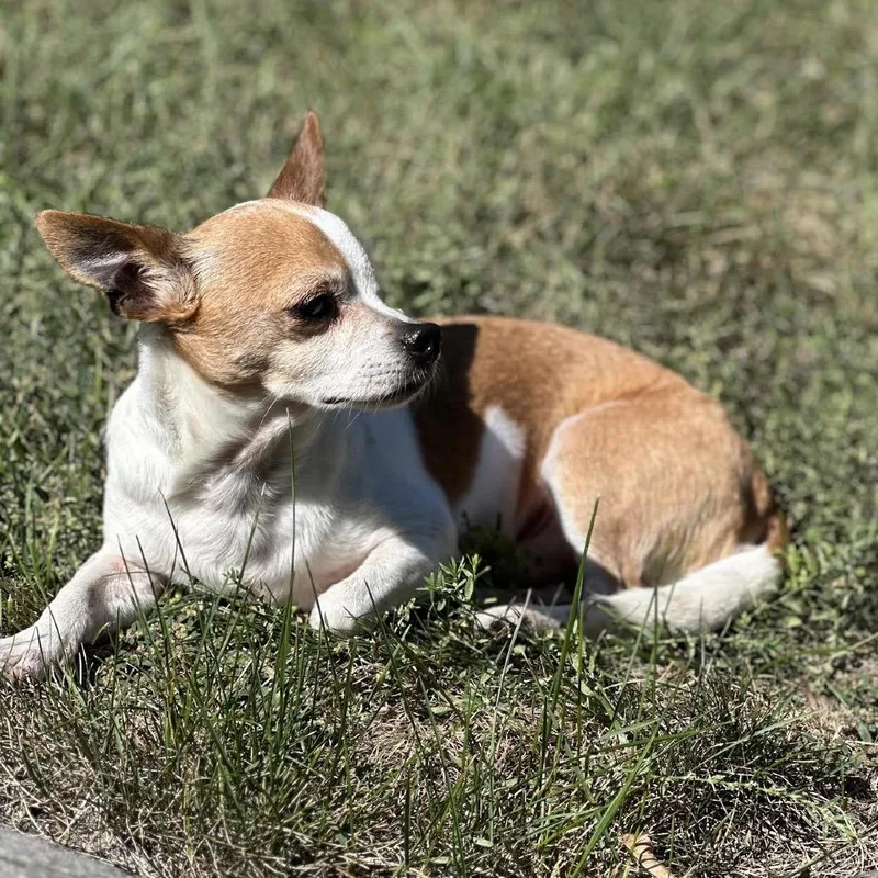 An adult small-sized male Chihuahua dog named Bluey for adoption in Crystal, MN