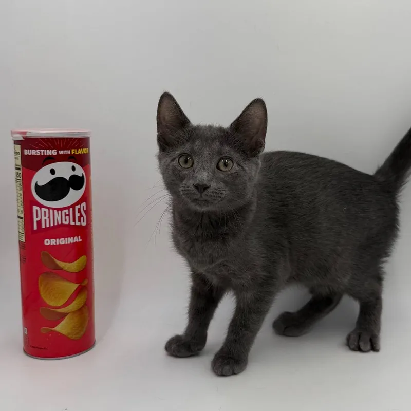 A baby medium-sized male Domestic Short Hair cat named Pringles for adoption in State College, PA