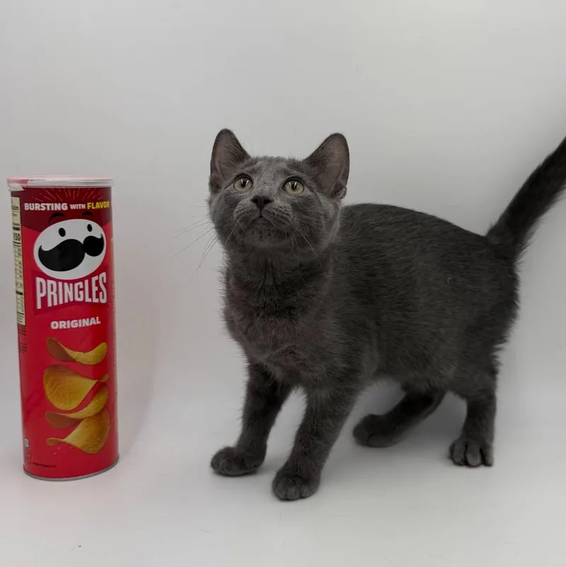 Pringles thumbnail 2
