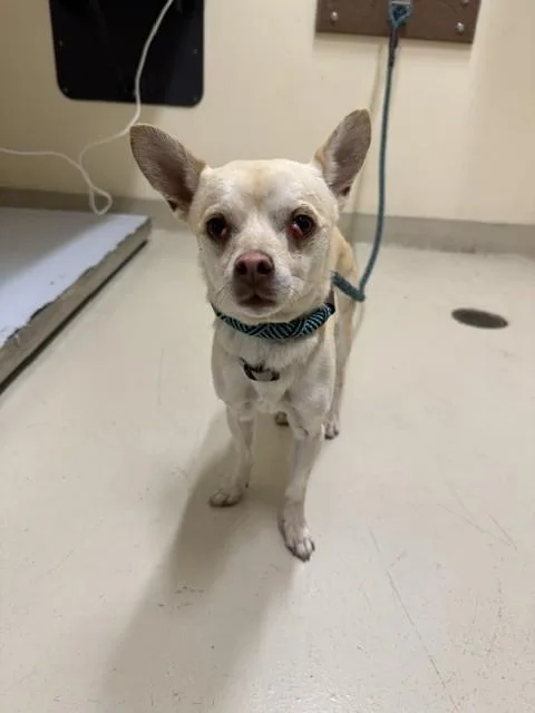 An adult small-sized male Chihuahua dog named A for adoption in Fremont, CA