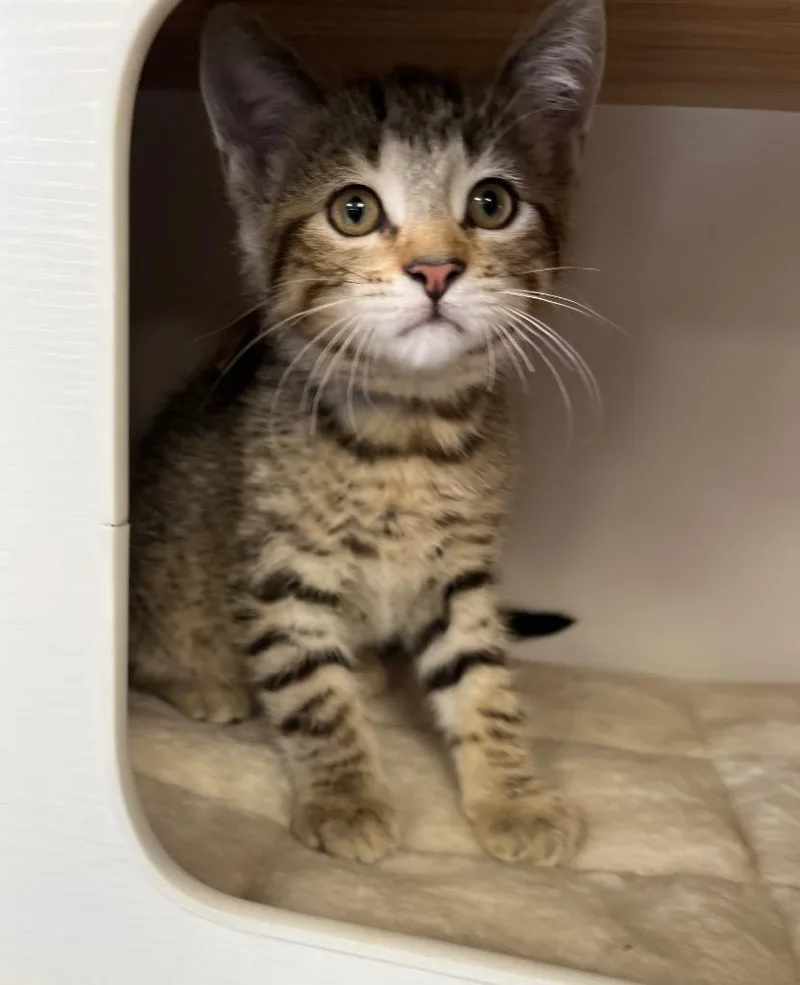 A baby small-sized male Domestic Short Hair cat named Jacob for adoption in Fond Du Lac, WI
