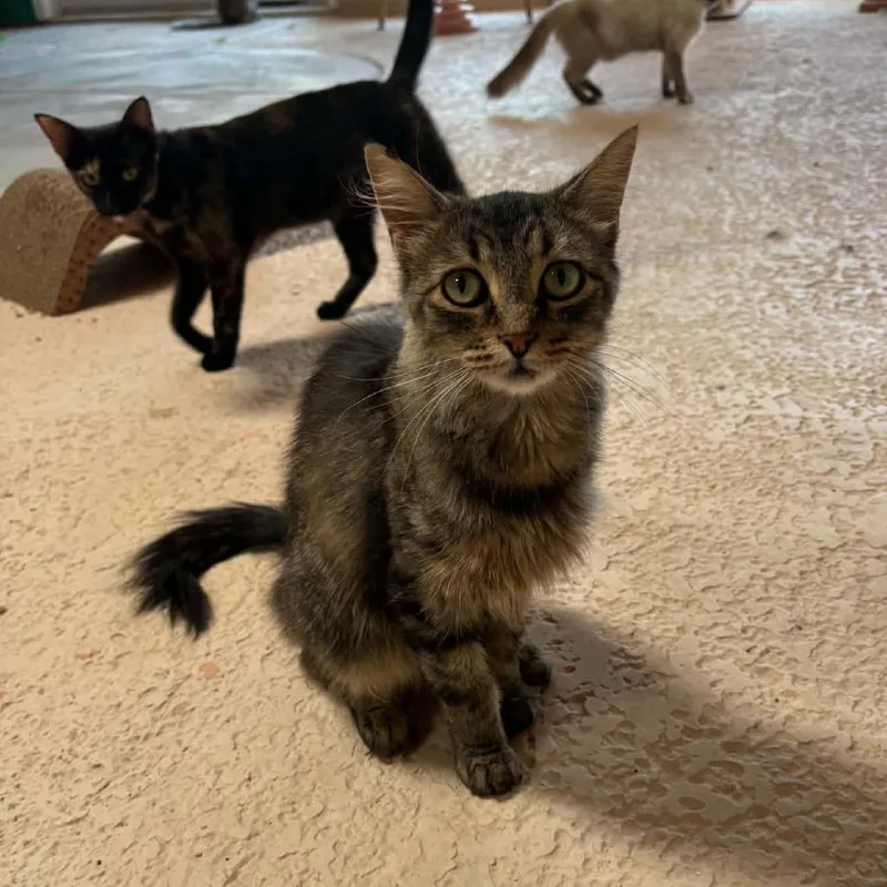 An adult small-sized female Gray / Blue / Silver Domestic Medium Hair cat named Ariel for adoption in Las Cruces, NM
