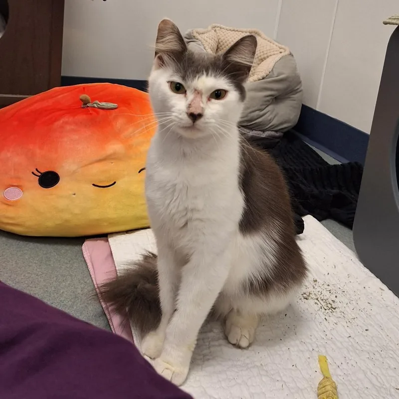 A young large-sized male Domestic Long Hair cat named Turbo for adoption in West Palm Beach, FL