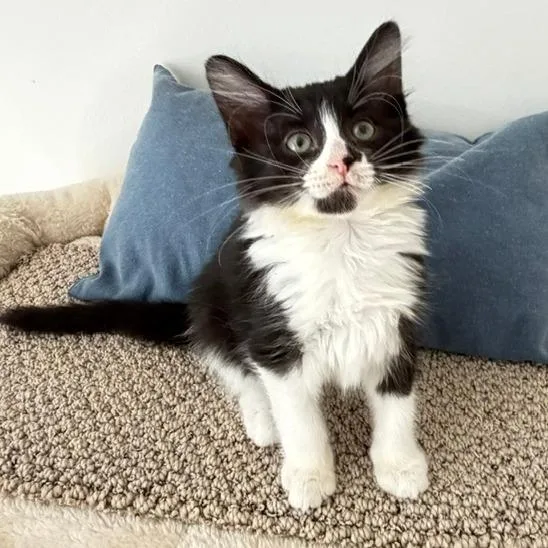 A baby small-sized female Black Domestic Short Hair cat named Dakota for adoption in Naperville, IL