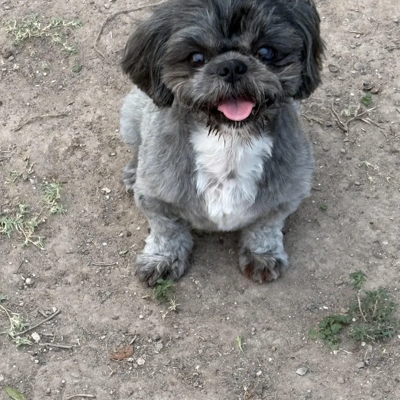A young small-sized male Gray / Blue / Silver Shih Tzu dog named Alfie for adoption in Mcallen, TX
