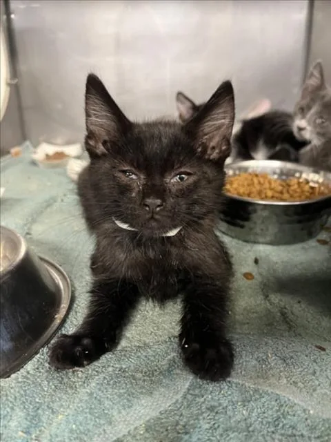 A baby small-sized female Black Domestic Short Hair cat named Penny for adoption in Woodland, CA