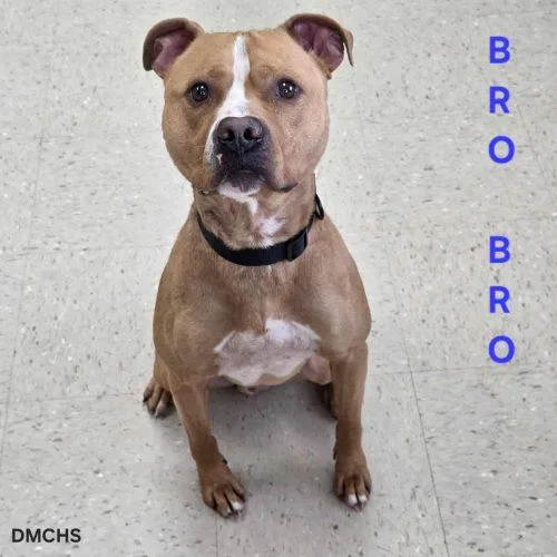 A young medium-sized male Yellow / Tan / Blond / Fawn Pit Bull Terrier dog named Bro Bro for adoption in Burlington, IA