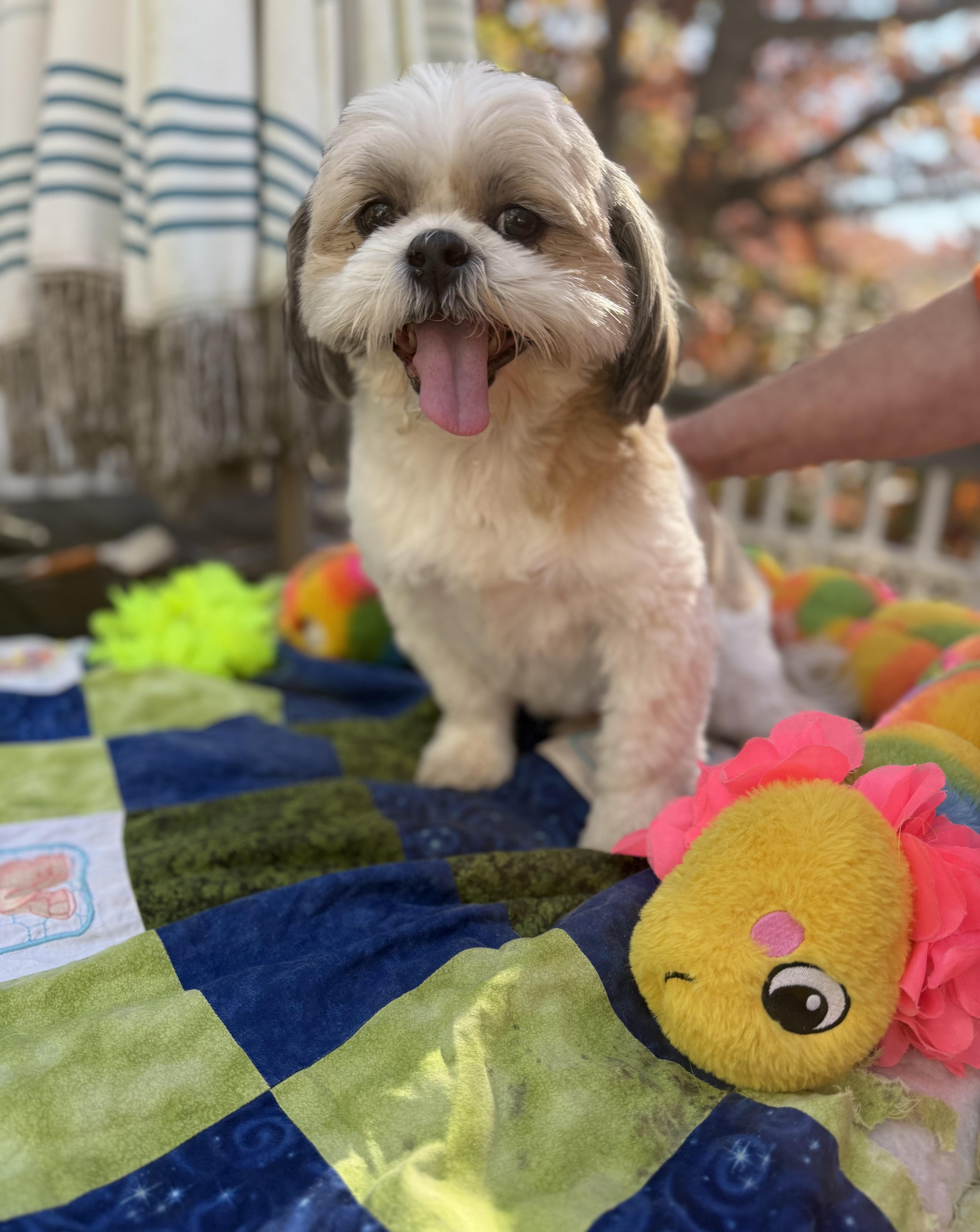 Tuffy thumbnail 2