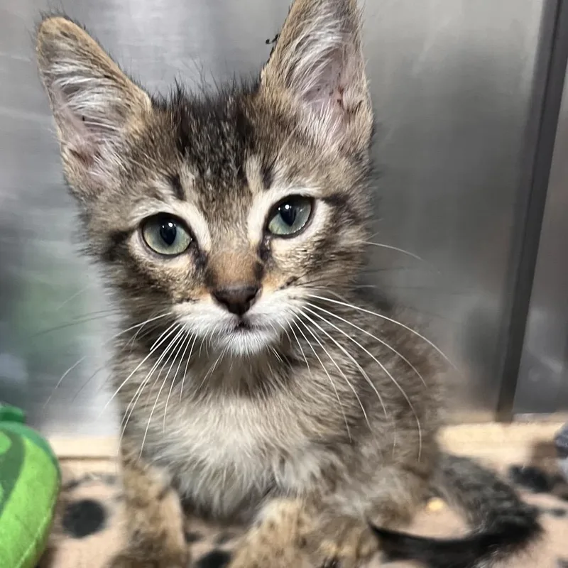A baby small-sized male Brown / Chocolate Domestic Short Hair cat named Parsnip for adoption in Pensacola, FL