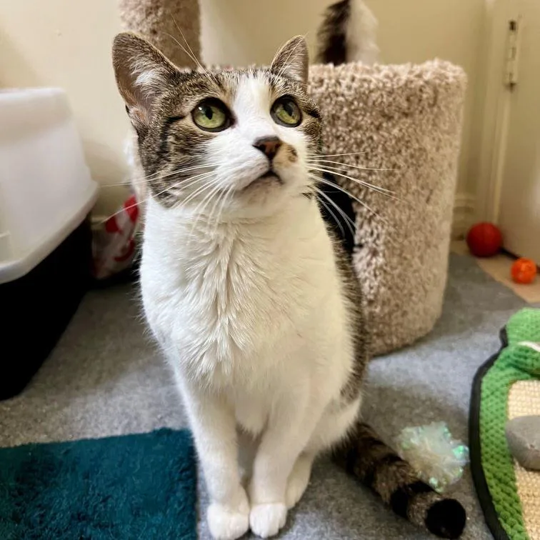 A senior small-sized female Tabby (Brown / Chocolate) Tabby cat named Crash for adoption in Tulsa, OK