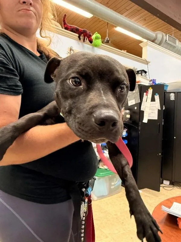 A young medium-sized male Black Mixed Breed dog named Tee Higgins for adoption in Cincinnati, OH