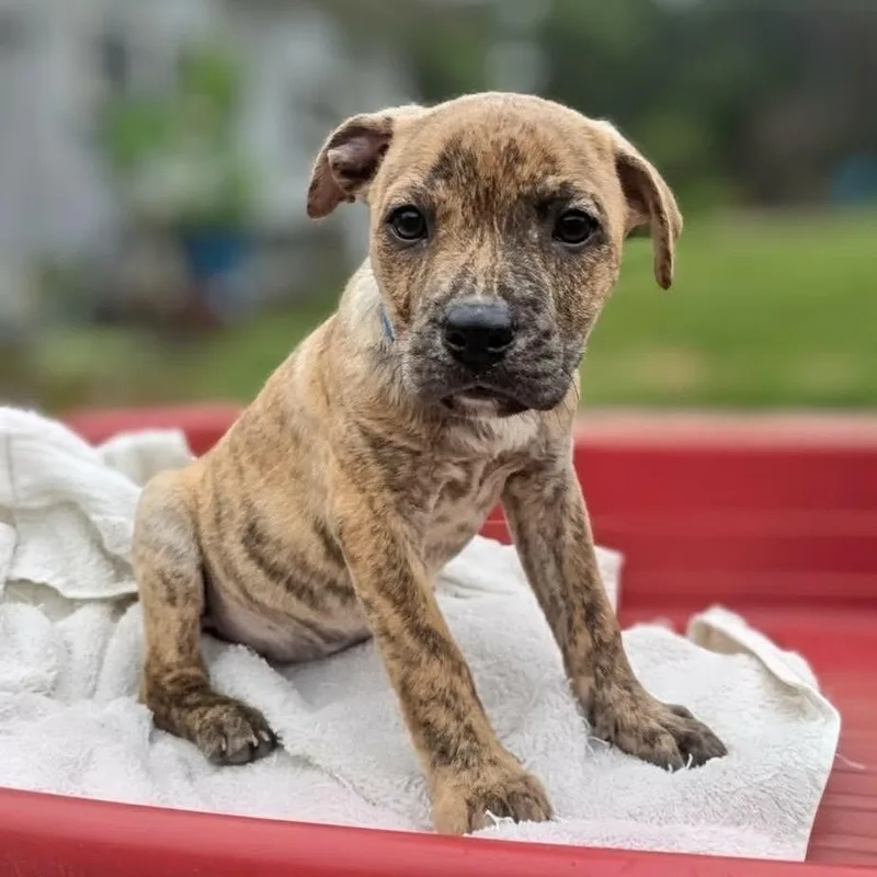 A baby medium-sized female Brindle Pit Bull Terrier dog named Royce for adoption in Griswold, CT