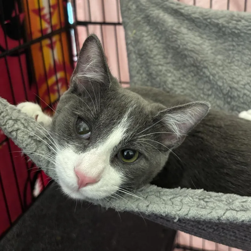 A baby medium-sized male Domestic Short Hair cat named Lancome for adoption in Los Angeles, CA
