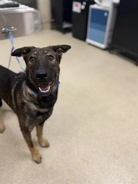 A young medium-sized male Belgian Shepherd / Malinois dog named Strudel for adoption in Riverside, CA