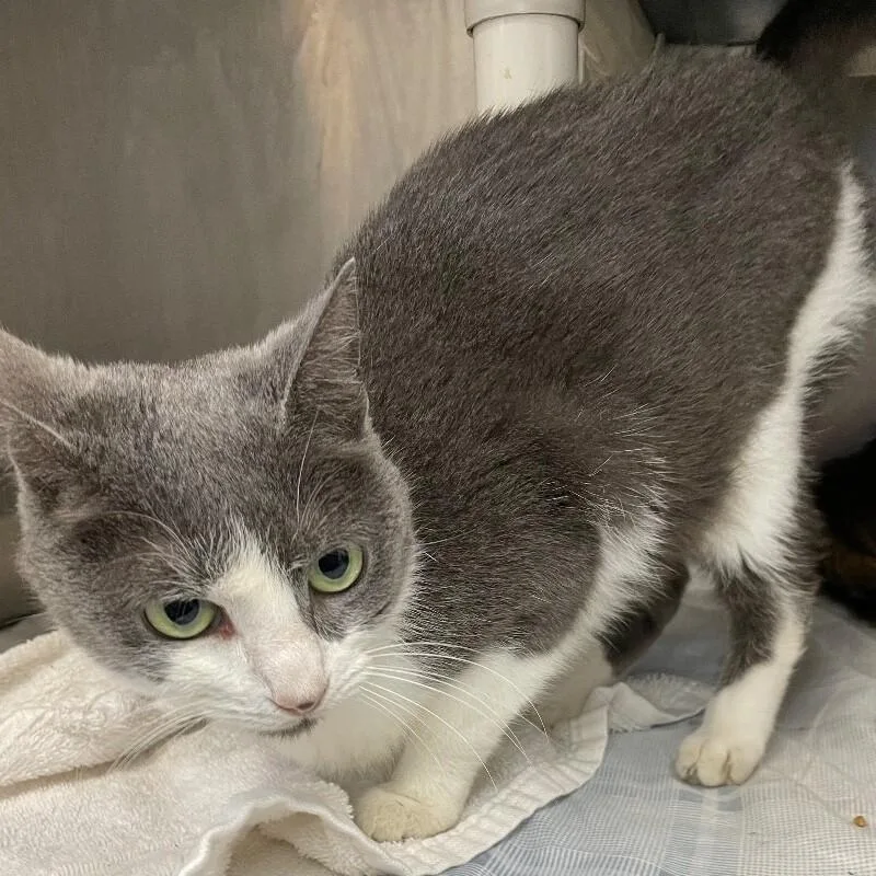 An adult medium-sized female Domestic Short Hair cat named Queenie for adoption in Roanoke, VA