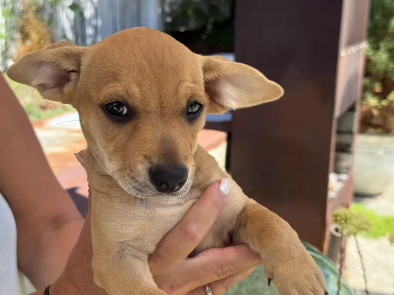 A baby small-sized male Chihuahua dog named Peanut Butter for adoption in Silverdale, WA