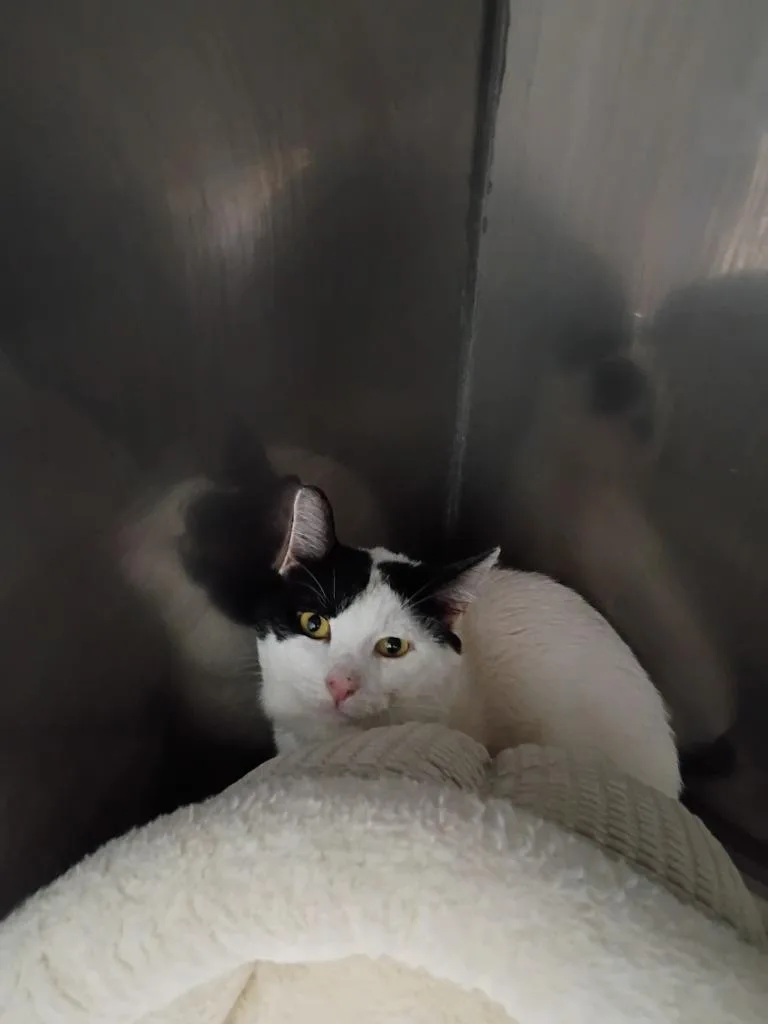 A young medium-sized male Domestic Short Hair cat named Flashlight for adoption in Pierceton, IN